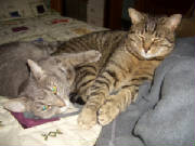 Jigs & Bean