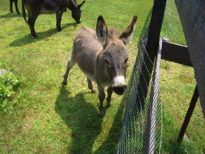 HEE-HAW!