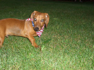 Oscar the weiner dog!