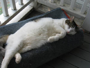 Sleepy Tommy